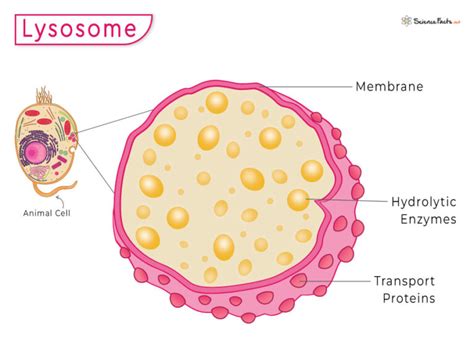 how are lysosomes similar to kidneys